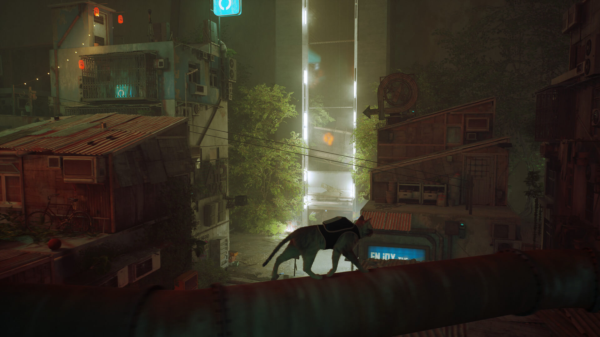 Stray's image